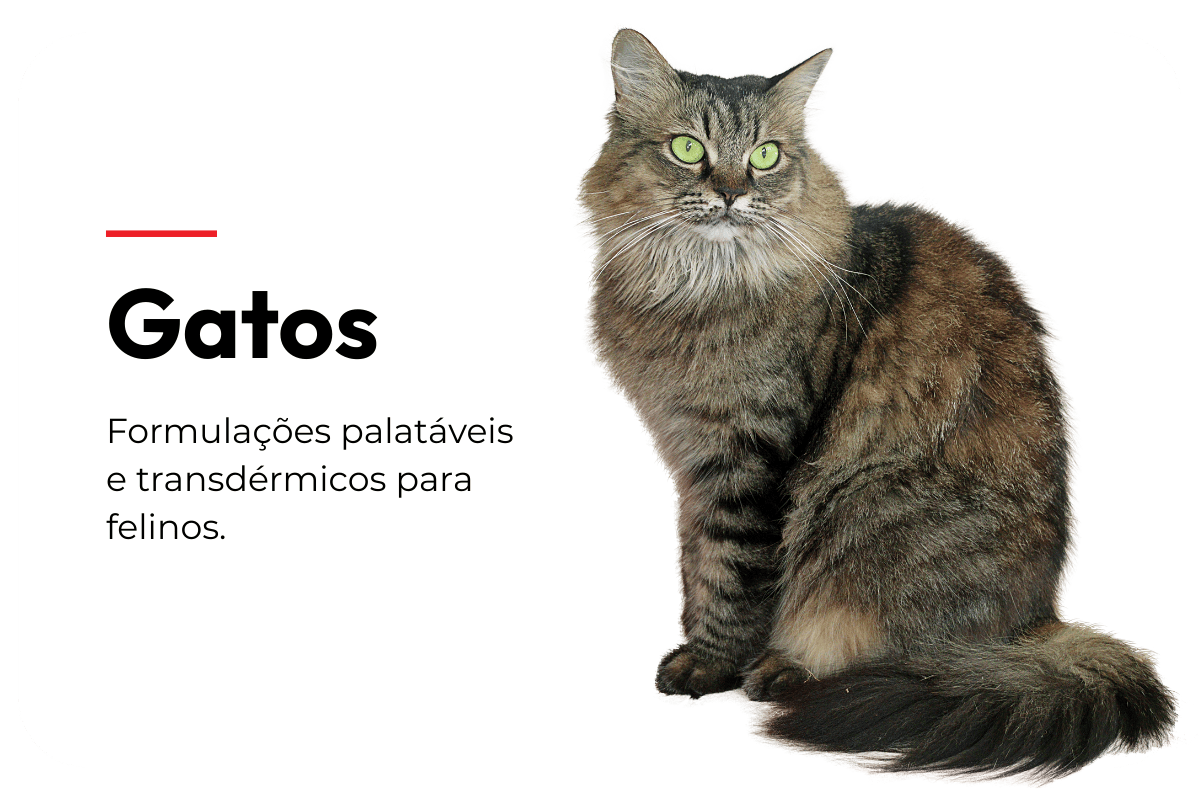 card-gatos