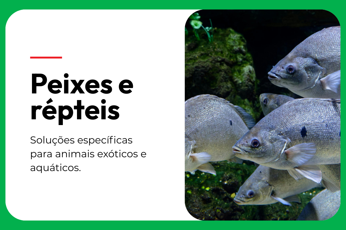card-peixes (1)